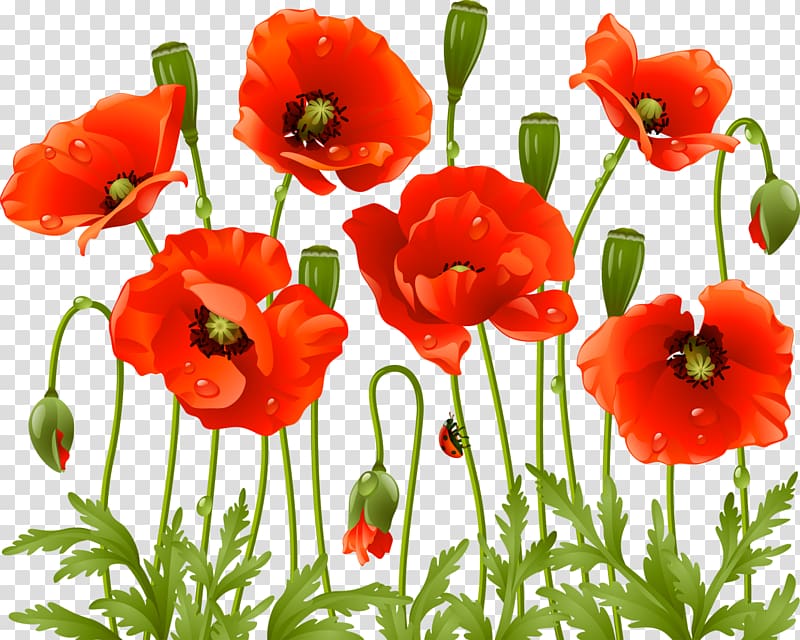 Common Poppy Flower Poppy Transparent Background Png Clipart
