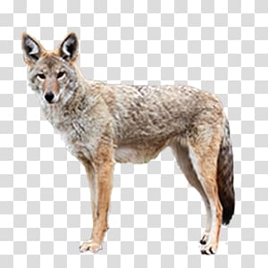 Jackal, coyote transparent background PNG clipart