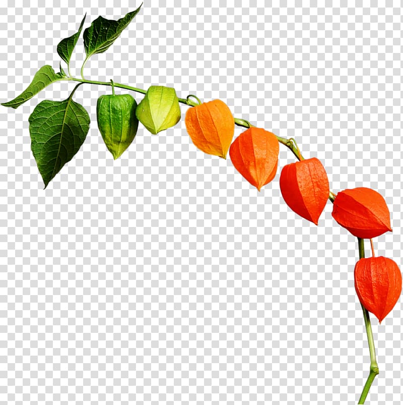 Peruvian groundcherry Chinese lantern Habanero , others transparent background PNG clipart