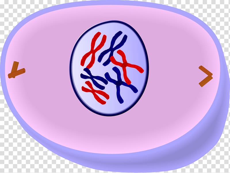 prophase cell