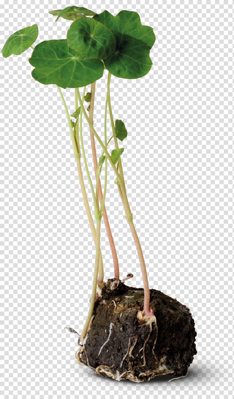 Moss Tropaeolum majus Plant stem Root Bedding, plant transparent background PNG clipart