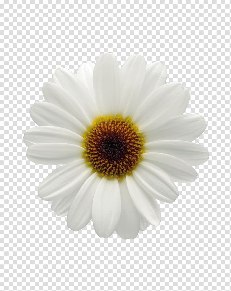Common daisy Flower Oxeye daisy Marguerite daisy Chrysanthemum, flower transparent background PNG clipart