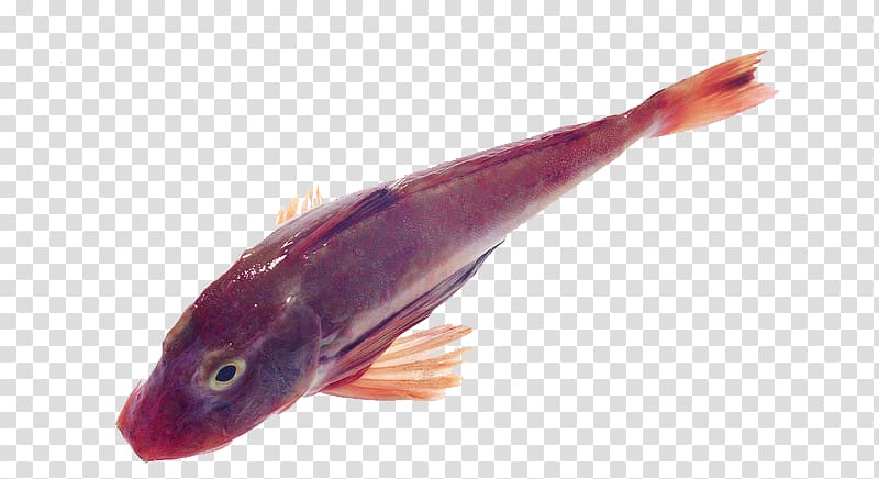 Common carp Carassius auratus Fish, Red fish transparent background PNG clipart