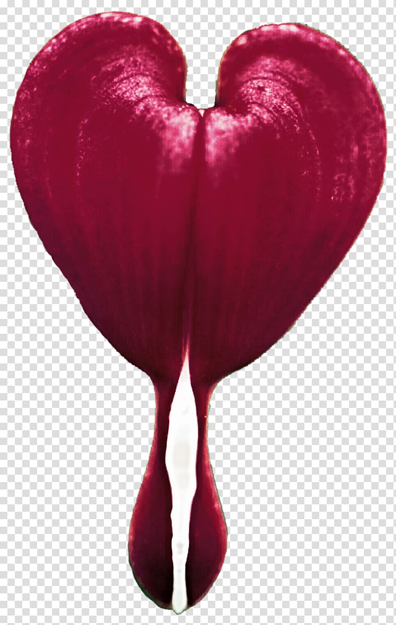 Bleeding heart Flower , Bleeding Heart transparent background PNG clipart