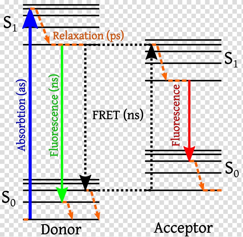 Förster resonance energy transfer Jablonski diagram Fluorescence Dexter electron transfer, energy transparent background PNG clipart