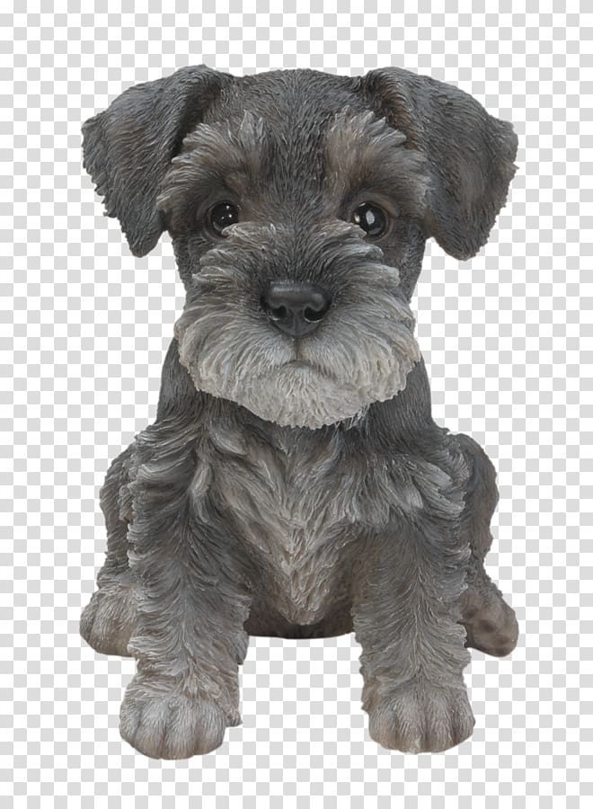 Miniature Schnauzer Puppy Standard Schnauzer Shih Tzu Rottweiler, Boots transparent background PNG clipart