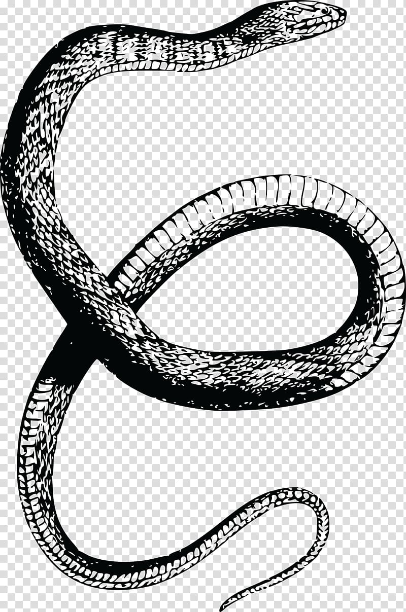 Snake Reptile Vertebrate Drawing , snake transparent background PNG clipart