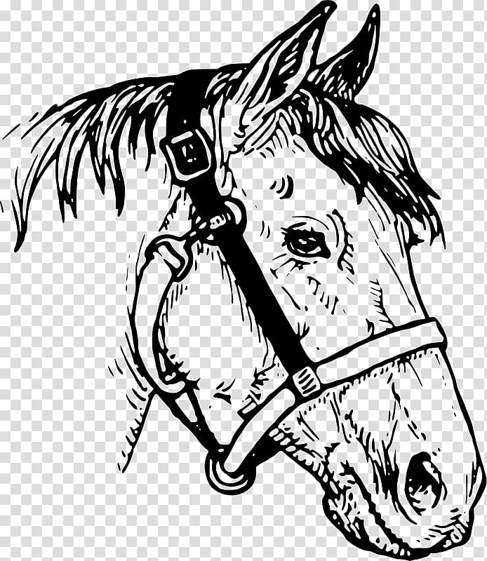 Horse Drawing , steed transparent background PNG clipart