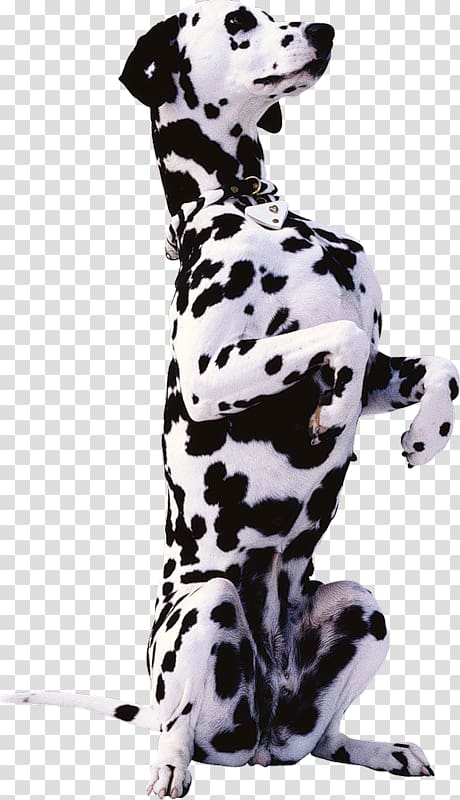 Dalmatian dog Bernese Mountain Dog Beagle Basset Hound Rottweiler, Cat transparent background PNG clipart
