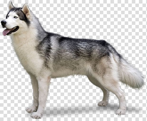 adult black and white Siberian Husky, German Shepherd Siberian Husky Tamaskan Dog Northern Inuit Dog Alaskan Malamute, husky transparent background PNG clipart