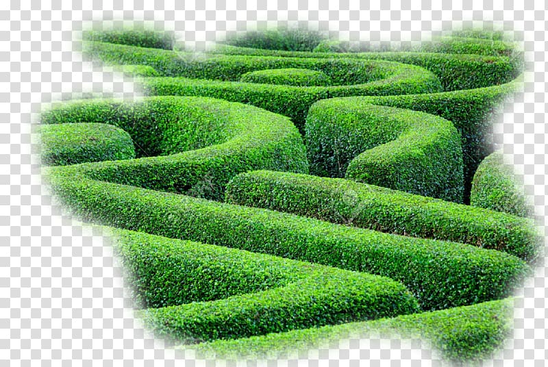 Hedge maze Labyrinth Plant Shrub, labyrinth transparent background PNG clipart