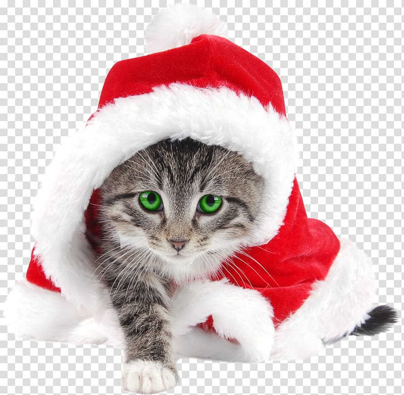 Kitten Cat Santa Claus Christmas Reindeer, bearded dragon transparent background PNG clipart