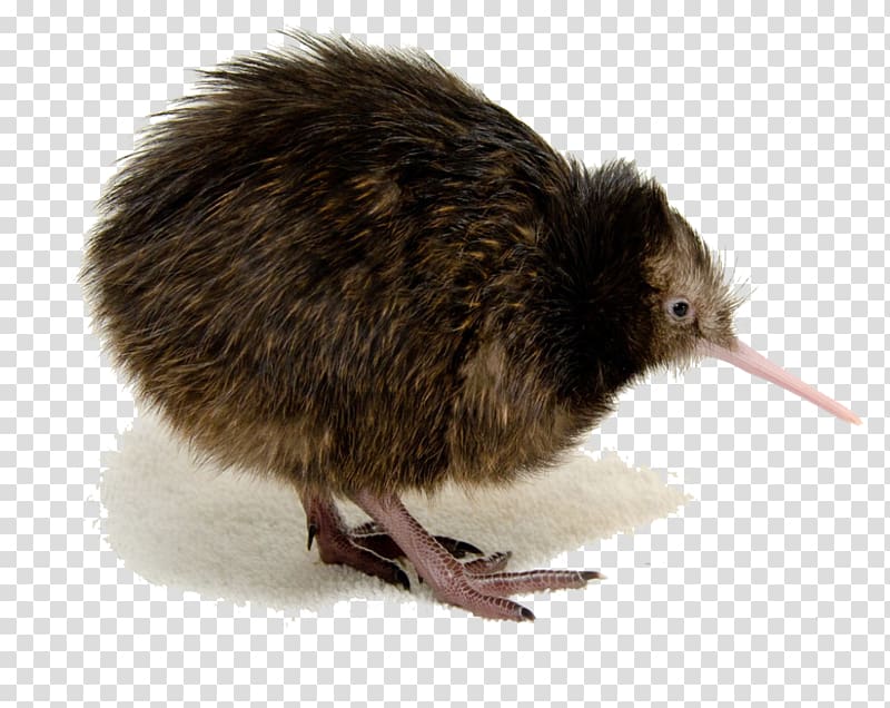 Bird Mount Bruce Wildlife Centre North Island brown kiwi , Bird transparent background PNG clipart