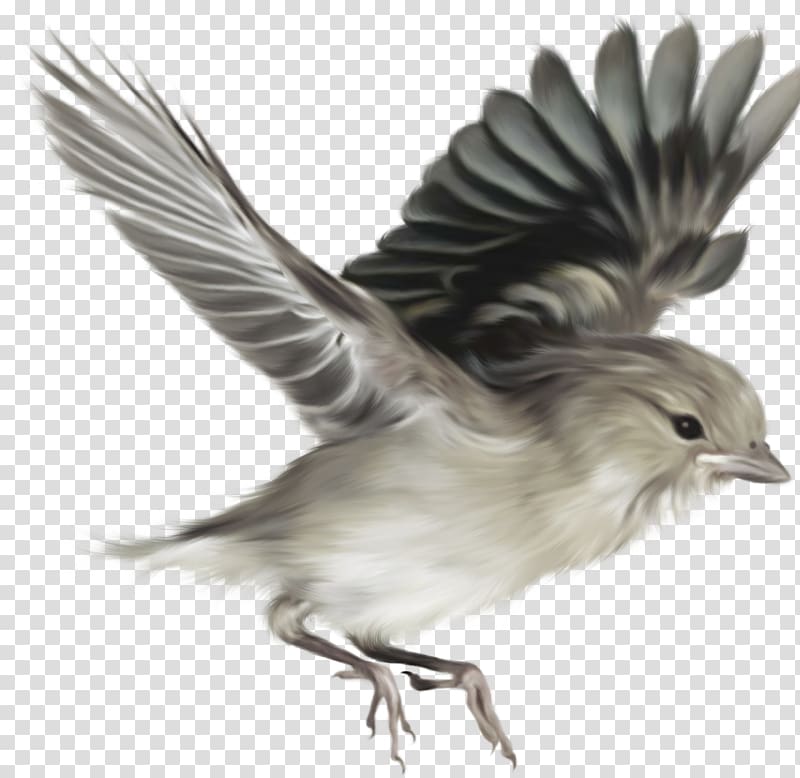 Bird House Sparrow Digital Desktop , sparrow transparent background PNG clipart