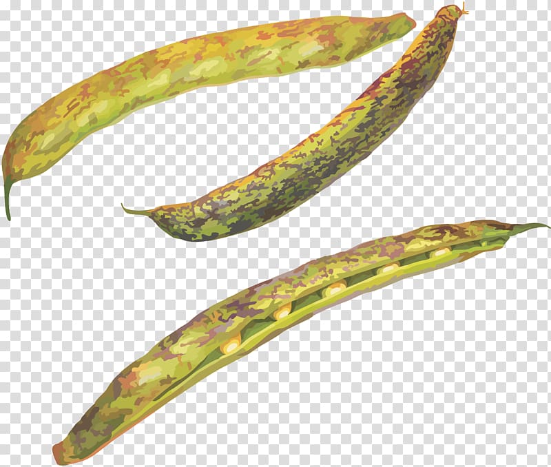 Pea Common Bean , pea transparent background PNG clipart