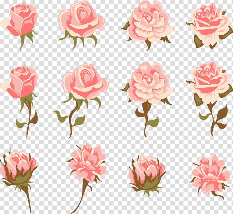 pink roses illustration, Garden roses Centifolia roses Pink Flower Vintage clothing, Romantic pink roses transparent background PNG clipart