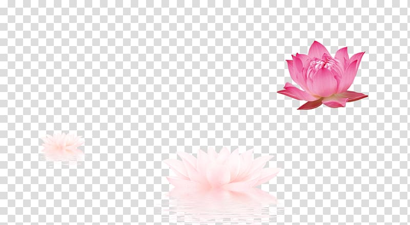 Petal Pattern, lotus transparent background PNG clipart