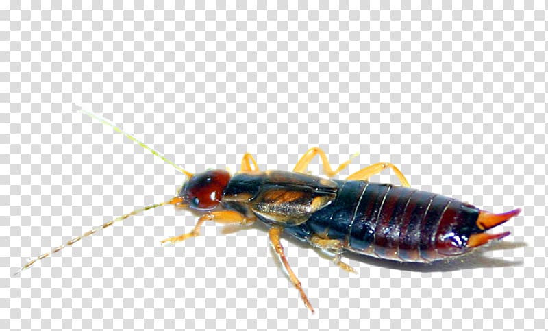Cockroach Insect Le perce-oreille Earwig Exterminateurs Associés Inc., cockroach transparent background PNG clipart