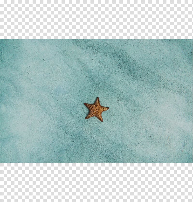 Starfish Turquoise Sky plc, frameless painting transparent background PNG clipart