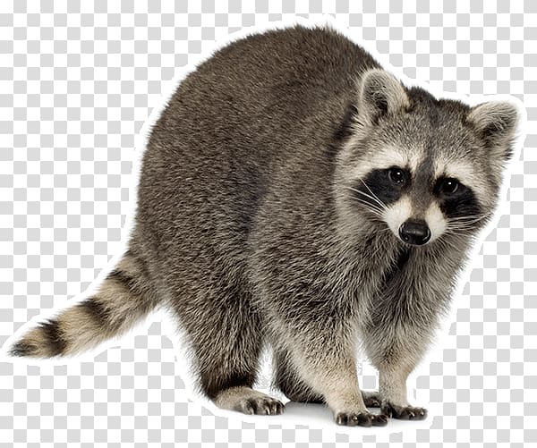 Raccoon Squirrel Trapping Cat, raccoon transparent background PNG clipart