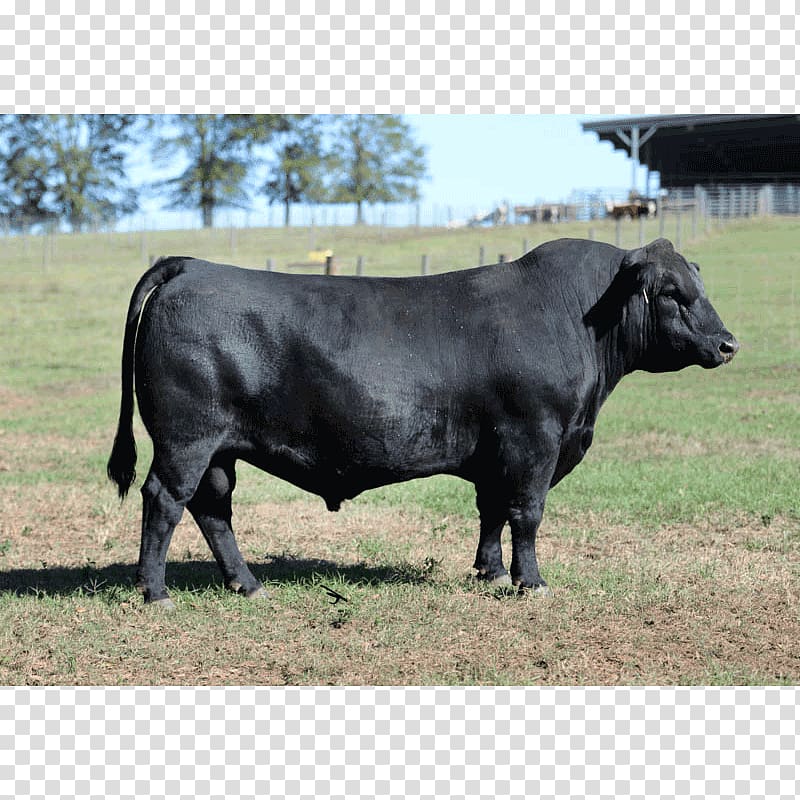 Bull Angus cattle Brangus Brahman cattle Horn, Angus Cattle transparent background PNG clipart