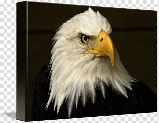 Bald Eagle Gallery wrap Canvas Beak, eagle transparent background PNG clipart