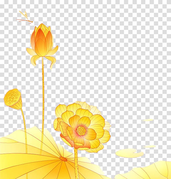 Nelumbo nucifera Nelumbo lutea , Golden Lotus transparent background PNG clipart