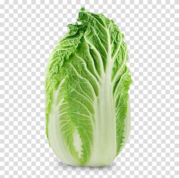 Chard Chinese cuisine Savoy cabbage Choy sum, cabbage transparent background PNG clipart