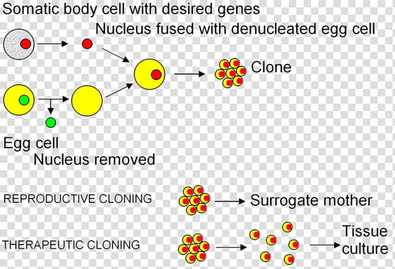Somatic cell nuclear transfer Cloning Embryonic stem cell, others transparent background PNG clipart