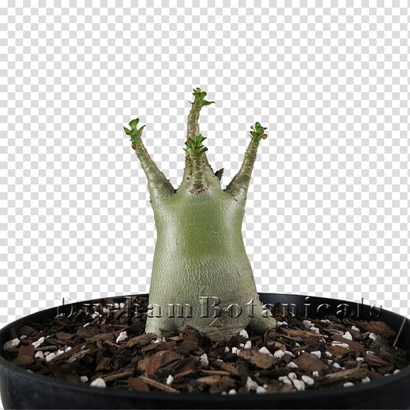 Houseplant Adenium arabicum Succulent plant Cactaceae, plant transparent background PNG clipart