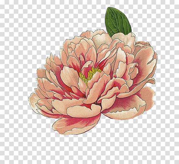 beige peony in bloom painting, Moutan peony Botanical illustration Watercolor painting Printmaking, Blooming peony transparent background PNG clipart