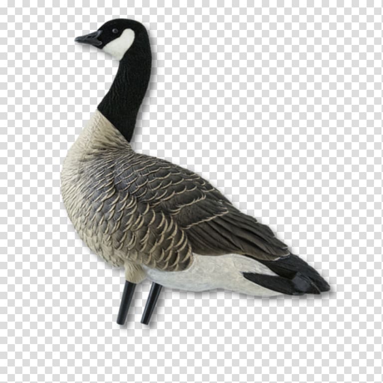 Greylag goose Duck Canada Goose Bird, goose transparent background PNG clipart
