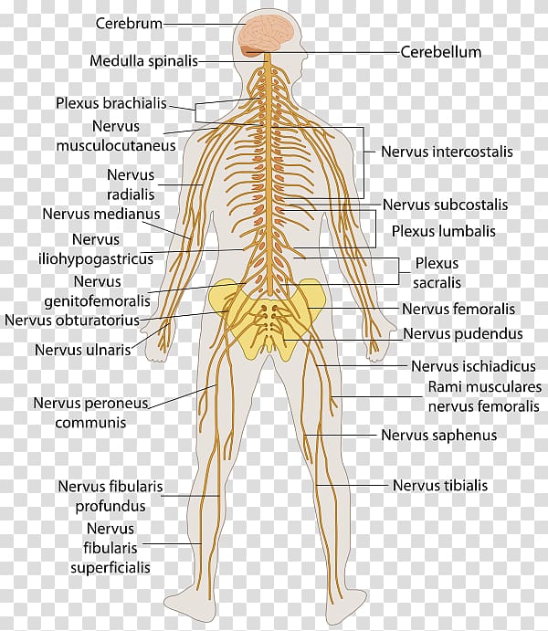Outline of the human nervous system Human body Central nervous system Peripheral nervous system, Brain transparent background PNG clipart