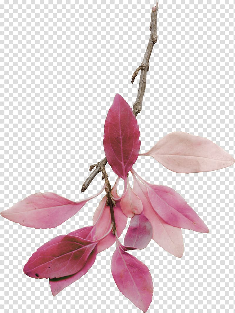 Flower Branch , in fall transparent background PNG clipart