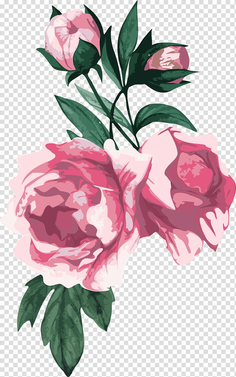 Centifolia roses Flower Garden roses Peony, peony transparent background PNG clipart
