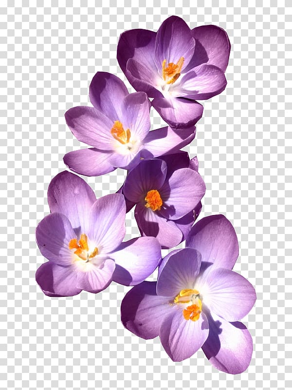 Purple flowers, , Purple lilac transparent background PNG clipart |  HiClipart