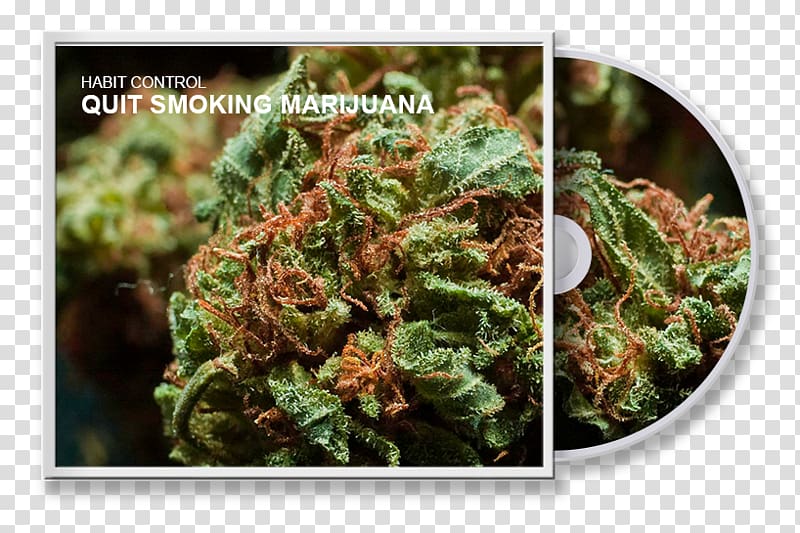 Cannabis sativa White Widow Kush Drug, cannabis transparent background PNG clipart