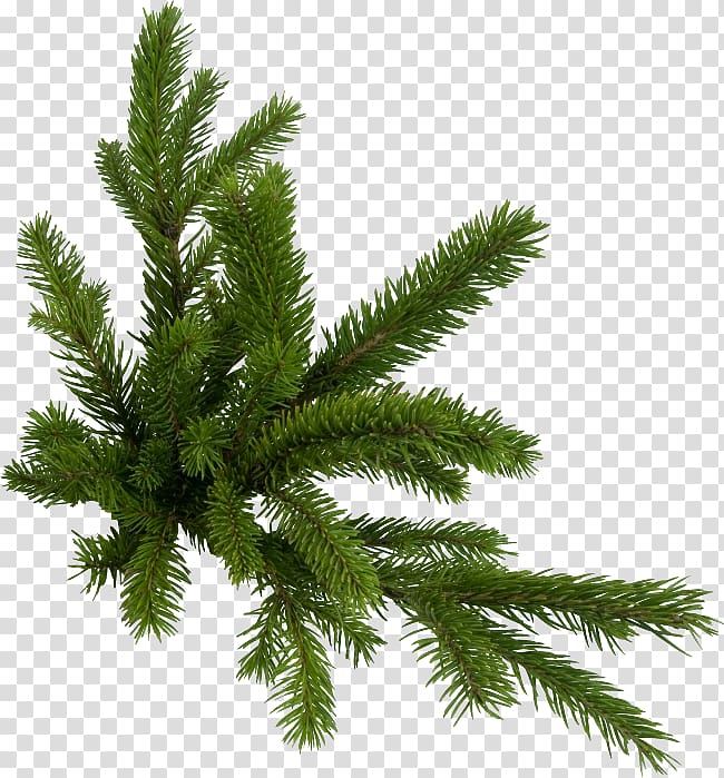 Fir Pine , pine branches buckle free transparent background PNG clipart