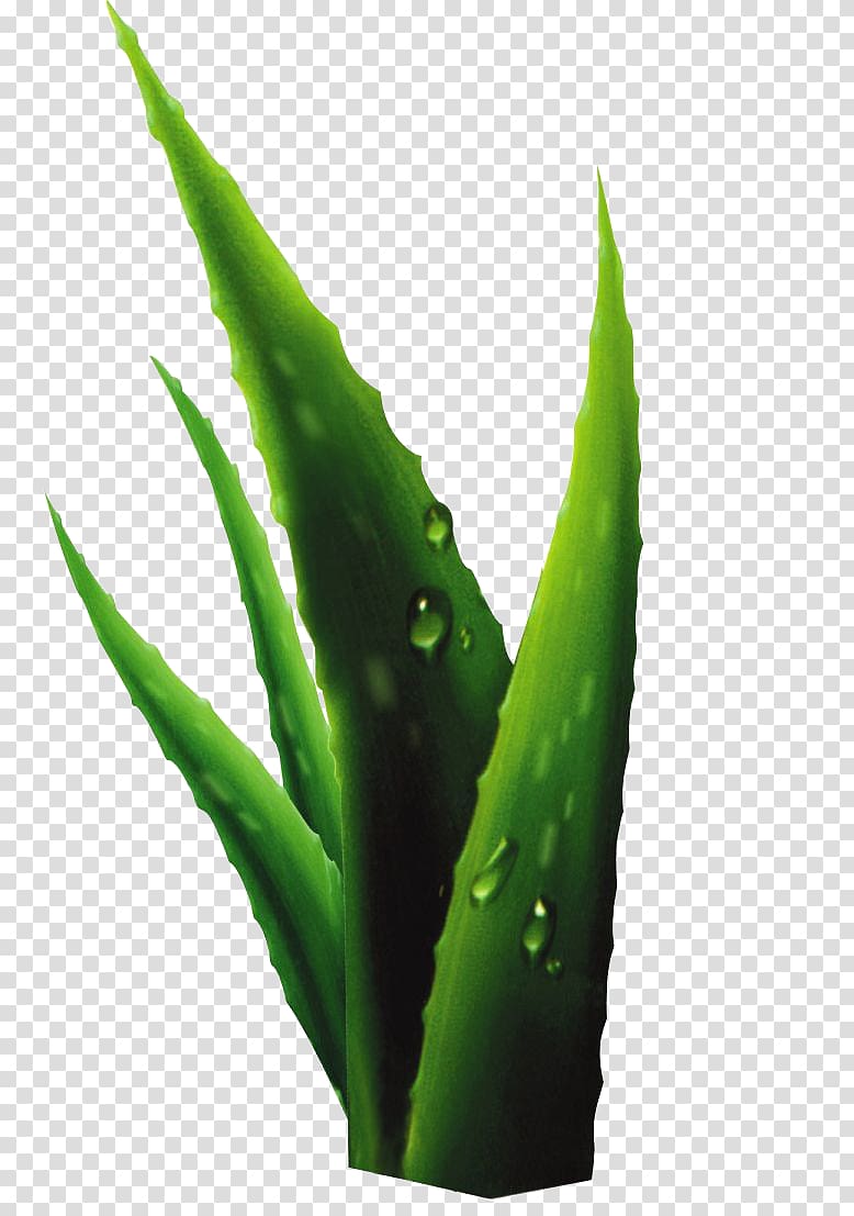 Aloe Plant Drop, Aloe transparent background PNG clipart