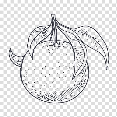 Grapefruit Food Drawing Leaf Sketch, grapefruit transparent background PNG clipart