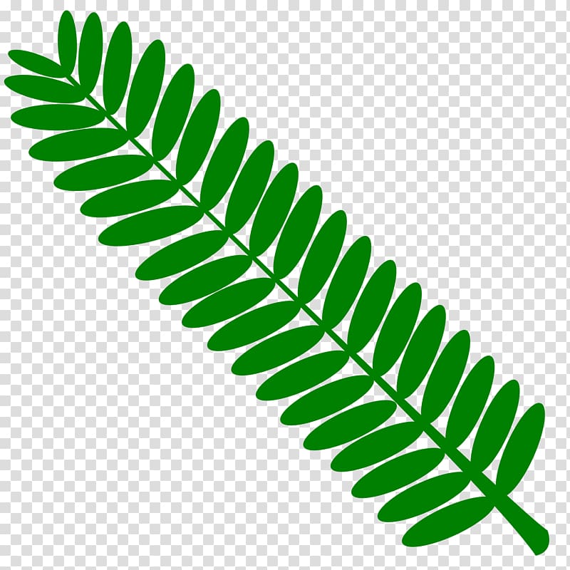 Mimosa pudica Leaf Twig Plant, mimosa transparent background PNG clipart
