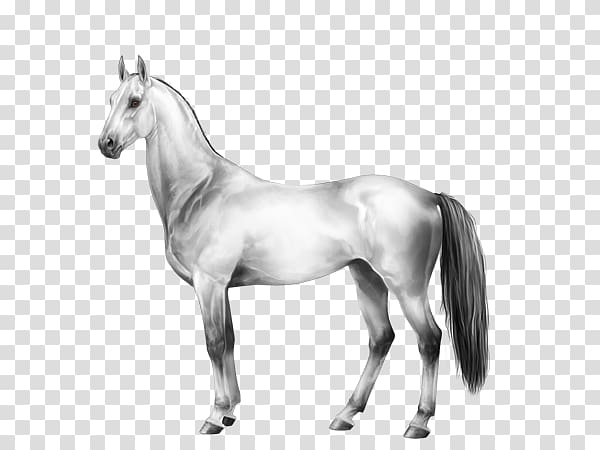 Mane Mustang Foal Stallion Colt, Equine Coat Color transparent background PNG clipart