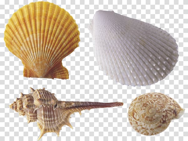 Computer graphics , seashell transparent background PNG clipart