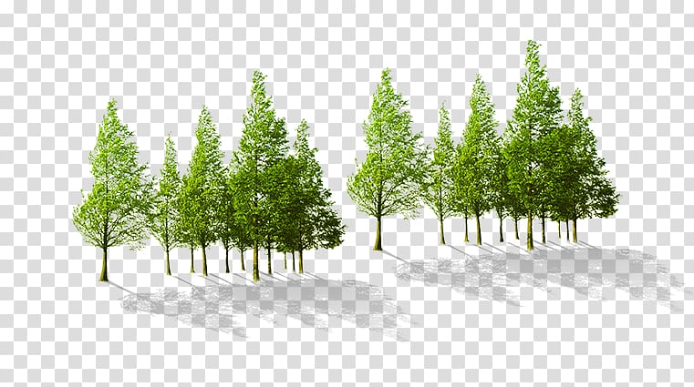 Tree, Trees under the sun transparent background PNG clipart