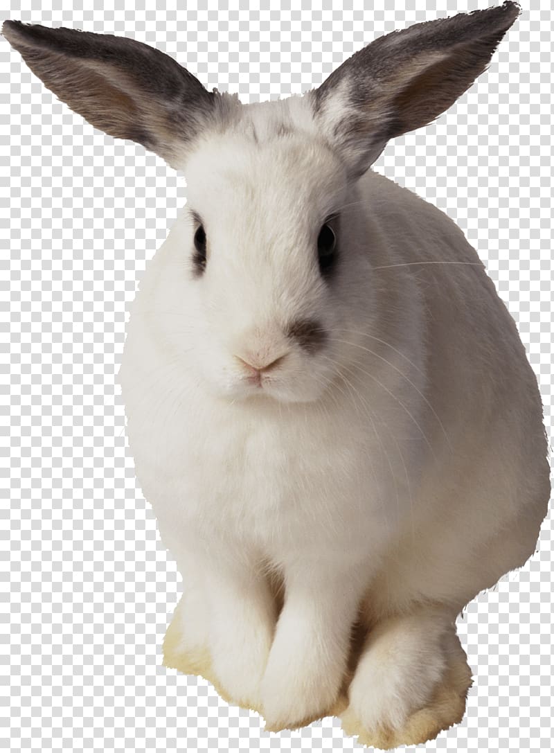 white rabbit , Easter Bunny Rabbit , White Rabbit transparent background PNG clipart
