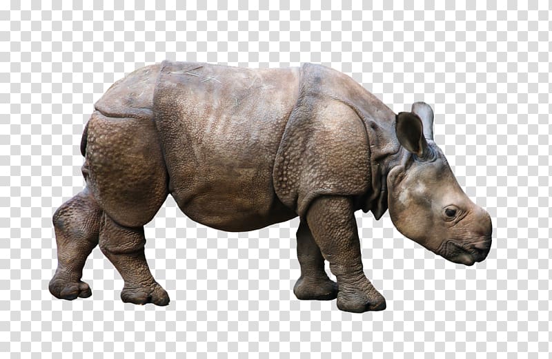White rhinoceros Antelope Horn Animal, rhino transparent background PNG clipart