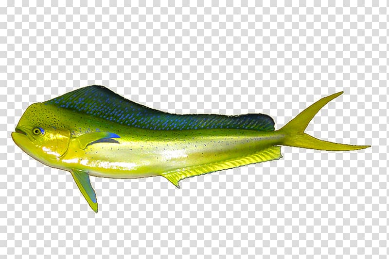 Mahi-mahi Fish Seafood Dolphin, Fishing transparent background PNG clipart