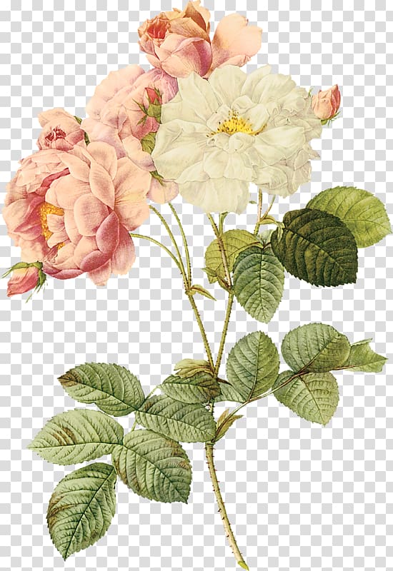 Les roses Flowers Work of art, Flowers transparent background PNG clipart