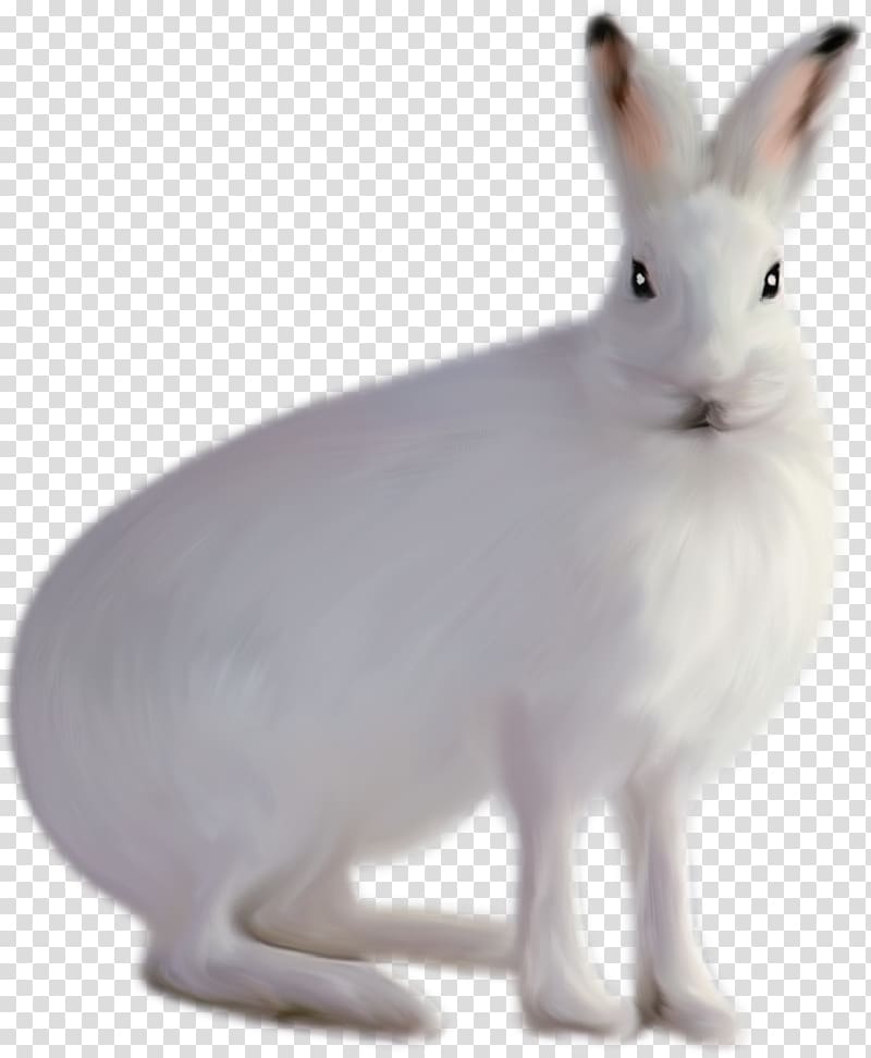 Domestic rabbit Arctic hare White, Cute little rabbit element transparent background PNG clipart