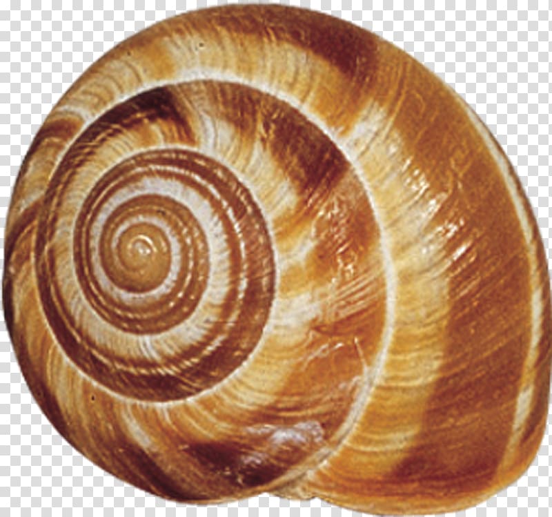 Gastropods Murex Seashell Gastropod shell Snail, Shells transparent background PNG clipart